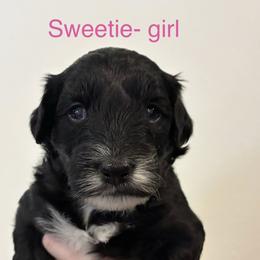 Aussiedoodle Puppies from James Ruby Farms