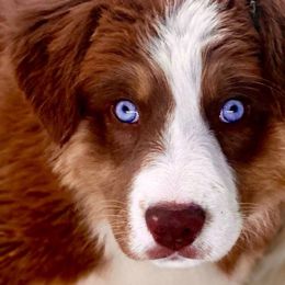Poppy-full tail and blue eyes! - Red tri-color Australian Shepherd puppy in Penrose, Colorado from Best Friend Aussies