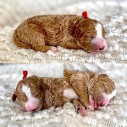 Goldendoodle and Poodle Puppies from Picture Perfect Doodles