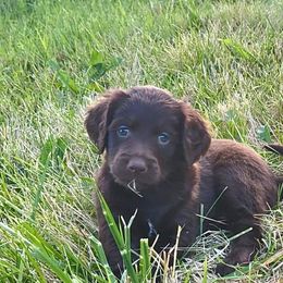Girl 8 - Chocolate Goldendoodle puppy in Kenosha, Wisconsin from Madden Golden Doodles
