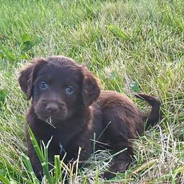 Girl 8 - Chocolate Goldendoodle puppy in Kenosha, Wisconsin from Madden Golden Doodles