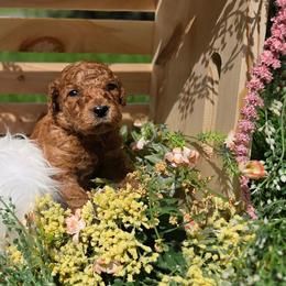Cinnamon - Red female Labradoodle puppy in Clinton, Ohio from P&L Doodles