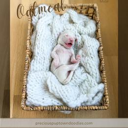 Oatmeal - Parti male Goldendoodle puppy in Bell Buckle, Tennessee from Precious Puptown Doodles
