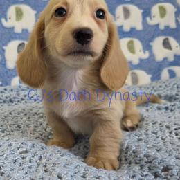 Byrom 2800 - Cream male Dachshund puppy in Gatesville, Texas from CJ's Dach Dynasty