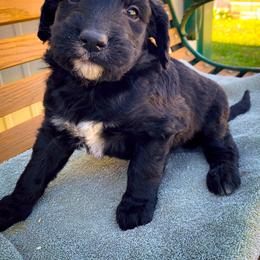 Bernedoodle and Siberian Husky Puppies from Timberline Paws