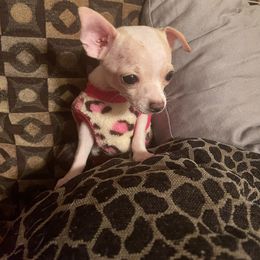 Chihuahua Puppies from Pittsburgh Paw Prints