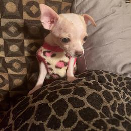 Chihuahua Puppies from Pittsburgh Paw Prints