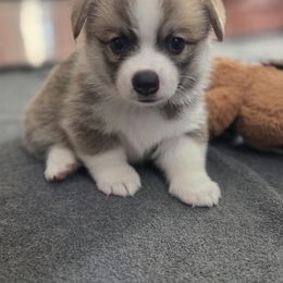 Pembroke Welsh Corgi Puppies from Salted Rim Corgis