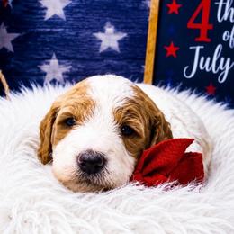 Sean - Parti male Goldendoodle puppy in Rocky Point, North Carolina from CelticDoods