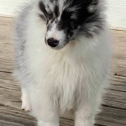 Shetland Sheepdogs from Weis Shelties