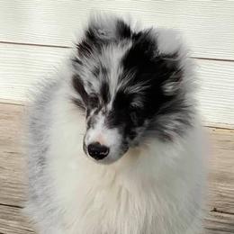 Shetland Sheepdogs from Weis Shelties