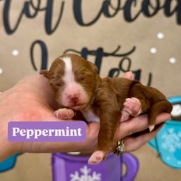 Peppermint - Red female Bernedoodle puppy in Bountiful, Utah from EasyBreezyDoodles