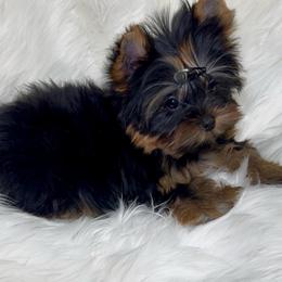Kade - Black and gold male Yorkshire Terrier puppy in Las Vegas, Nevada from Yorkiepupsntcups