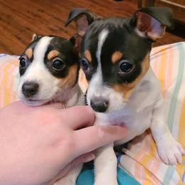 Teddy Roosevelt Terrier Puppies from Travelin' Man Terriers