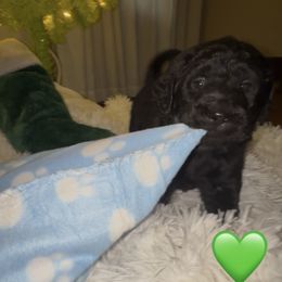 Running Bear - Black male Labradoodle puppy in Spur, Indiana from Purple Heart Canines