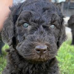 Goldendoodles from Krista's Goldendoodles