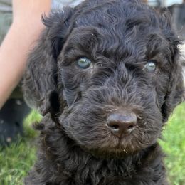 Goldendoodles from Krista's Goldendoodles