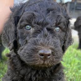 Goldendoodles from Krista's Goldendoodles