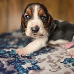 Bashful - Black tan and white male Basset Hound puppy in Valley, Washington from Enchanted Valley Paws