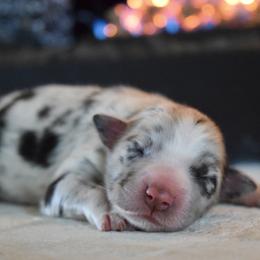Ash - Blue merle female Australian Shepherd puppy in Lyons, Georgia from Canyon South Aussies