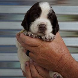 Tan Collar - Liver and white male English Springer Spaniel puppy in Loris, South Carolina from Palmetto Springer Spaniels