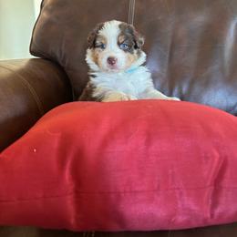 Annie - Red tri-color female Australian Shepherd puppy in Creston, California from Copper Sky Aussies of the Cental Coast
