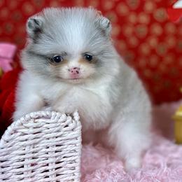 Pomeranians from Ray of Poms