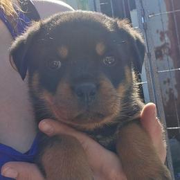 Purple - Black and mahogany female Rottweiler puppy in Tangent, Oregon from Raya's Royals