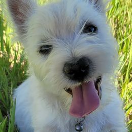 West Highland White Terrier All Grown Up from Larissa Bloom
