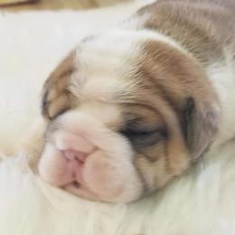 English Bulldog Puppies from LydyBug Bulldogs