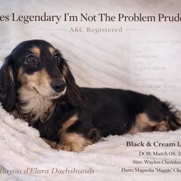 Pru - Dachshund
