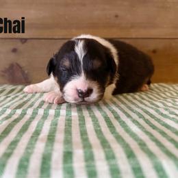 Chai - Black tri-color female Australian Shepherd puppy in Kearney, Nebraska from Helix Aussies