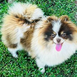 Reece - Pomeranian