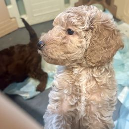 Goldendoodle Puppies from David's Doodles