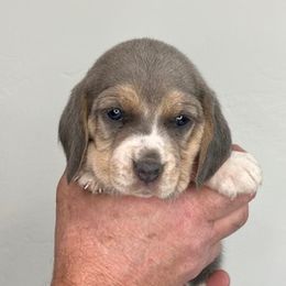 AKC Black Collar Female - Beagle puppy from Idaho Beagles