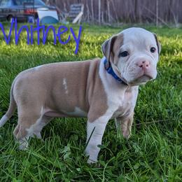 "5 Weeks 04/10" Olde English Bulldogge Puppies from Bachman Olde English Bulldogge LLC
