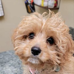 Cavalier King Charles Spaniel and Cavapoo Puppies from PJE Cavs and Poos