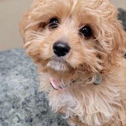 Cavalier King Charles Spaniel and Cavapoo Puppies from PJE Cavs and Poos