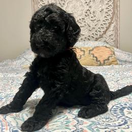 Kingston - Black male Goldendoodle puppy in Macclenny, Florida from Davis's Doodles