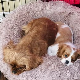 Cavalier King Charles Spaniel Puppies from Solheimar
