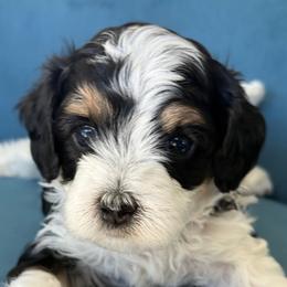 Mandy - Tri-color female Cavapoo puppy in Yuciapa, California from AlltheDoodlez_