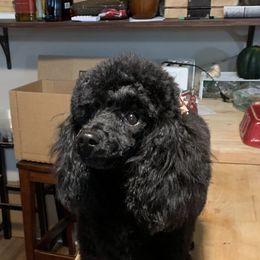 Cockapoo and Poodle Puppies from Top Shelf Toy Dogs