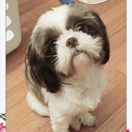 Magnolia - Shih Tzu