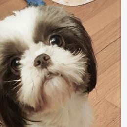Magnolia - Shih Tzu