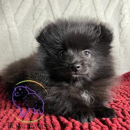 AKC FERNANDO - Black male Pomeranian puppy in Watkins Glen, New York from Wicked Spirits Pomeranians
