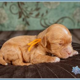 Randall - Red and white male Cockapoo puppy in Connersville, Indiana from Deaz Doodle Ranch