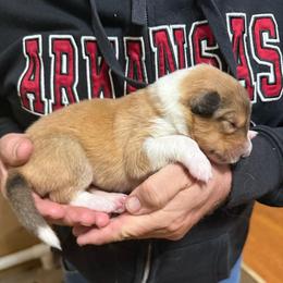 Dk green collar female - Sable and white female Collie puppy in Lonoke, Arkansas from Colley Collies