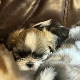 Shih Tzu Puppies from Brenda Wethington