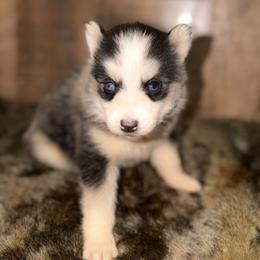 Girl 2 - Black and white female Siberian Husky puppy in Solon Springs, Wisconsin from Werpstead Shorties