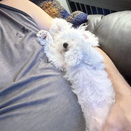 Pistol (trained) - White male Maltipoo puppy in Wayland, New York from Loris Pampered Pooches💕